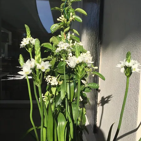 Bed and breakfast Padi D'azur 4*